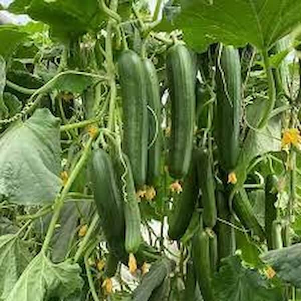 تصویر 1 از خرید کود گلدهی خیار گلخانه ای + بهترین قیمت